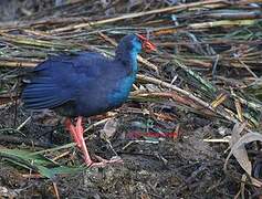 Western Swamphen