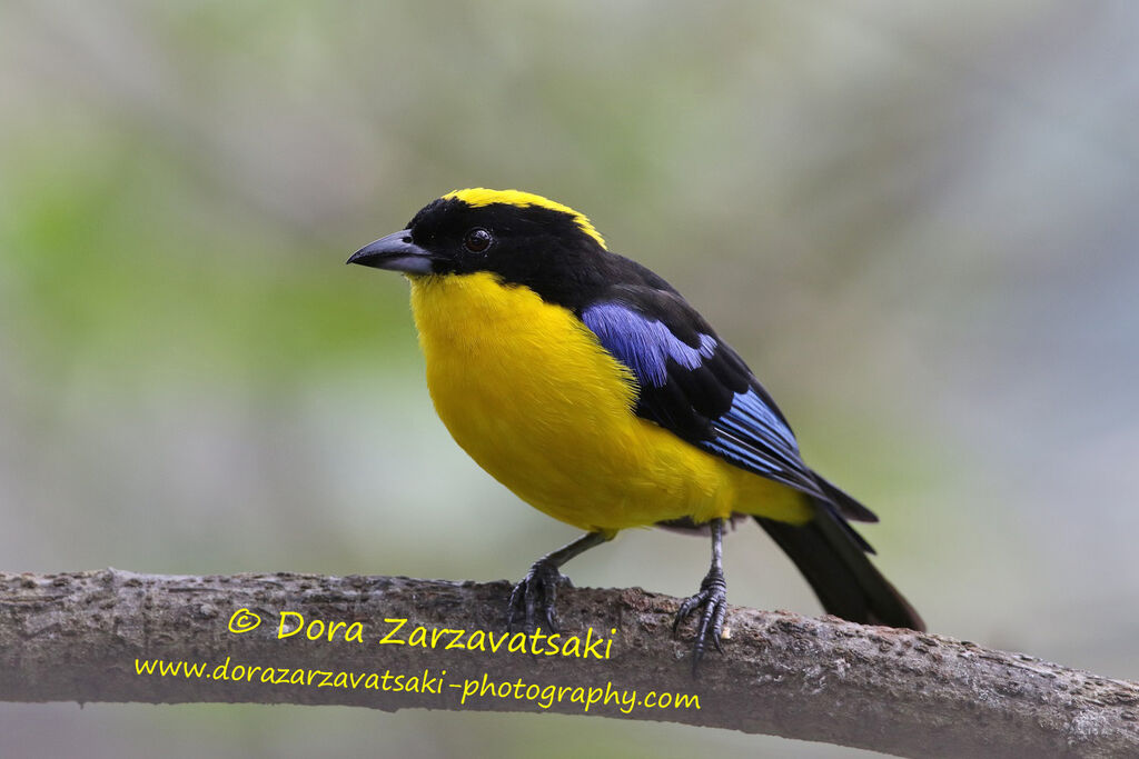 Tangara à nuque jaune mâle adulte, identification