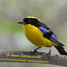Tangara à nuque jaune