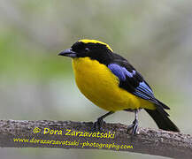 Blue-winged Mountain Tanager