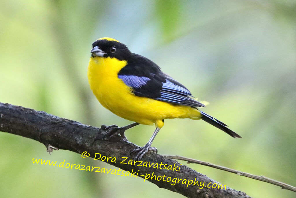 Blue-winged Mountain Tanager male adult, identification