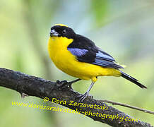 Blue-winged Mountain Tanager