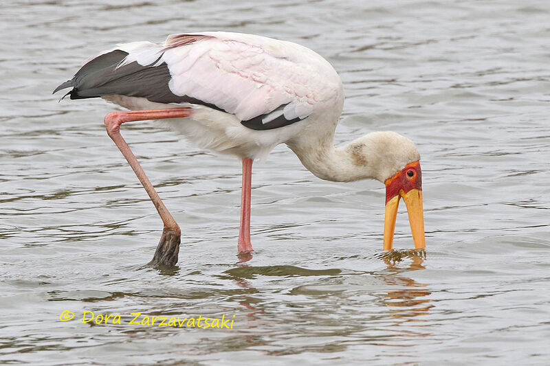 Yellow-billed Storkadult, walking, eats