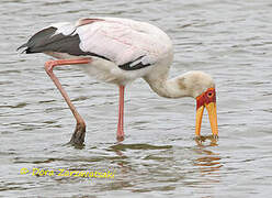 Yellow-billed Stork