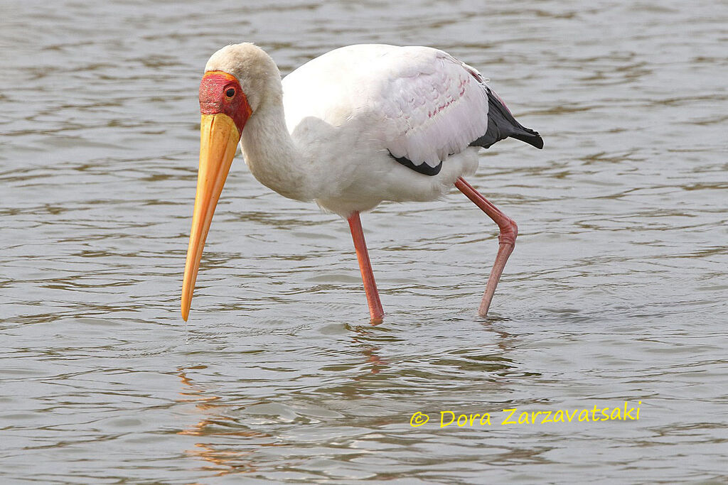 Yellow-billed Storkadult, walking