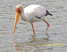 Yellow-billed Stork