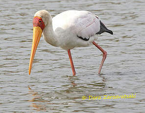 Tantale ibis