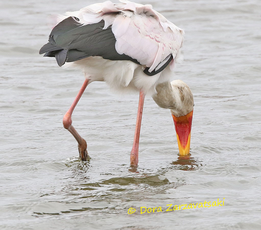 Yellow-billed Storkadult, walking, eats