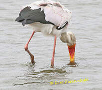 Yellow-billed Stork