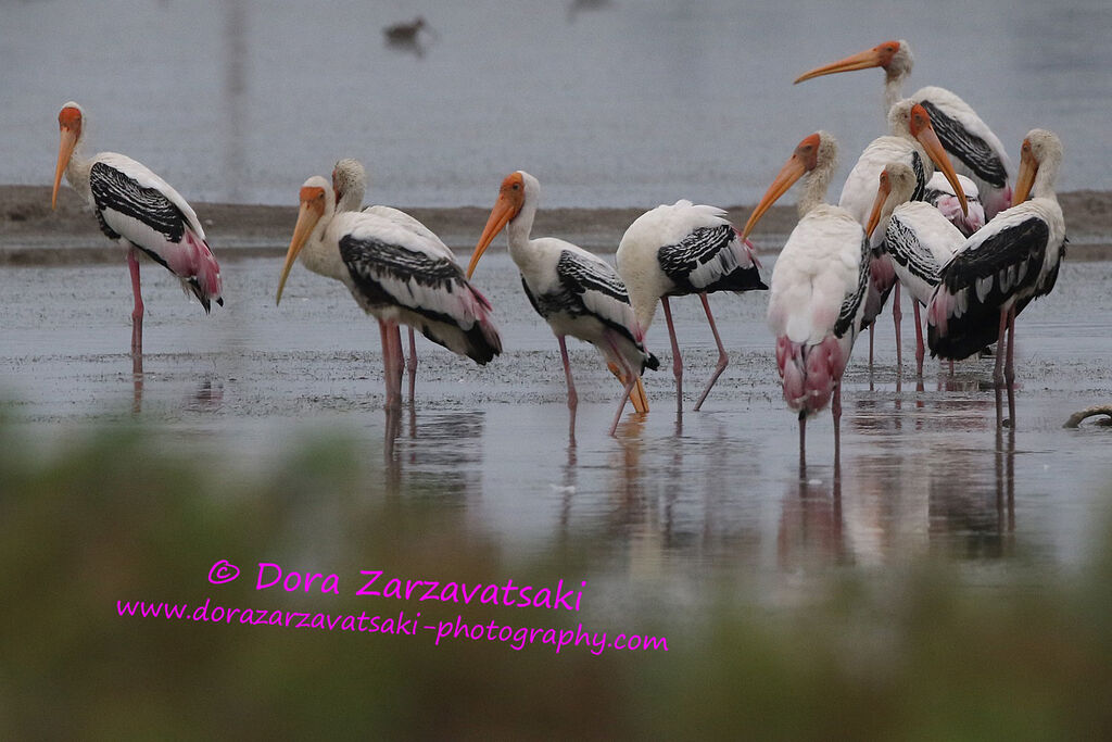 Painted Stork