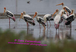 Painted Stork