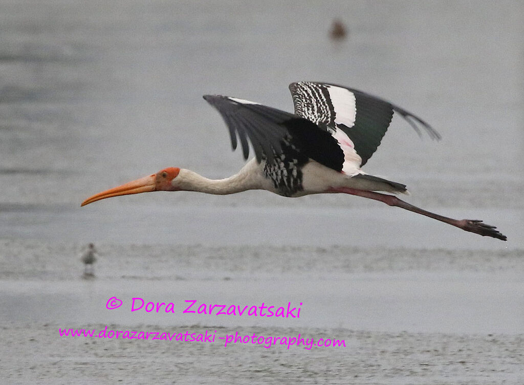 Painted Storkadult, identification