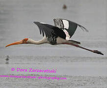 Painted Stork