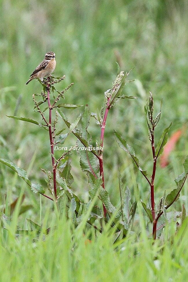 Whinchat