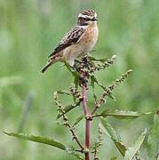 Whinchat