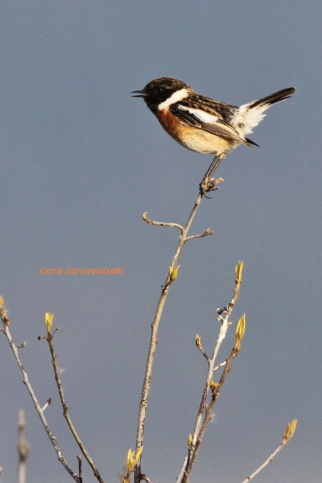 European Stonechat male