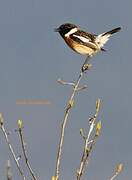 European Stonechat