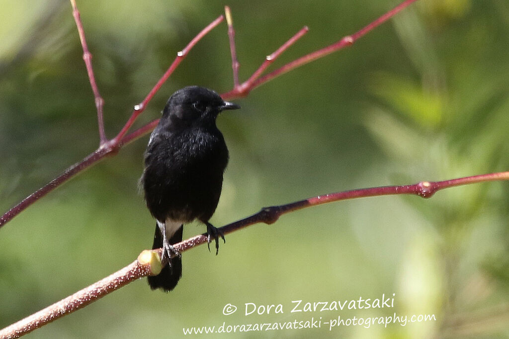 Pied Bush Chatadult, identification