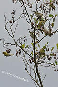 Eurasian Siskin