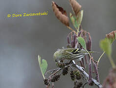 Eurasian Siskin