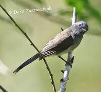 Black-naped Monarch