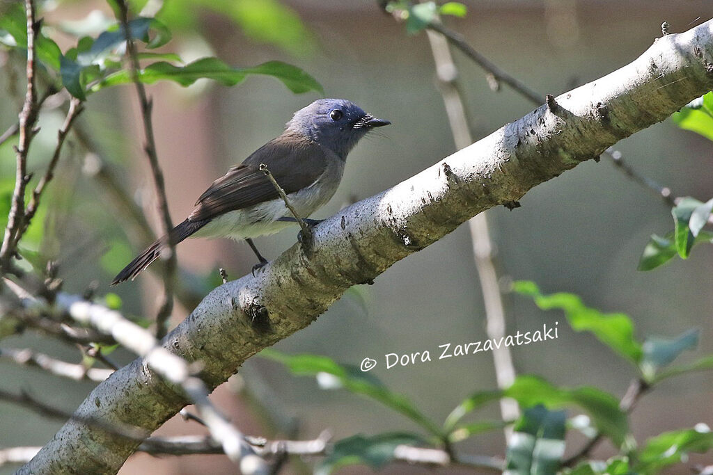 Black-naped Monarch female adult, identification