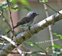 Black-naped Monarch