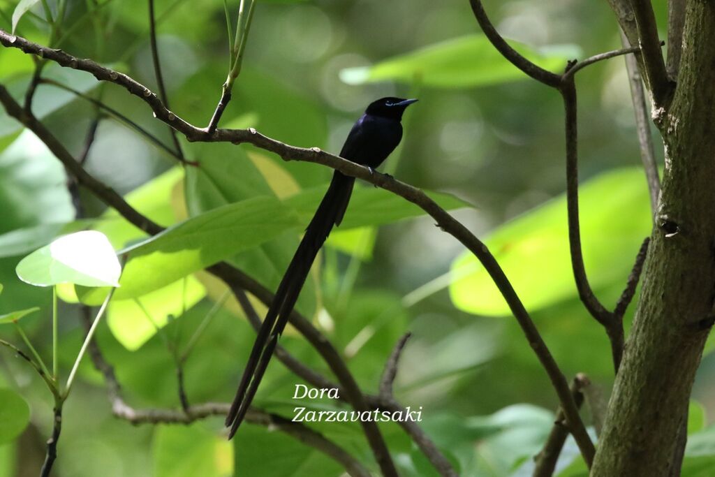 Seychelles Paradise Flycatcher