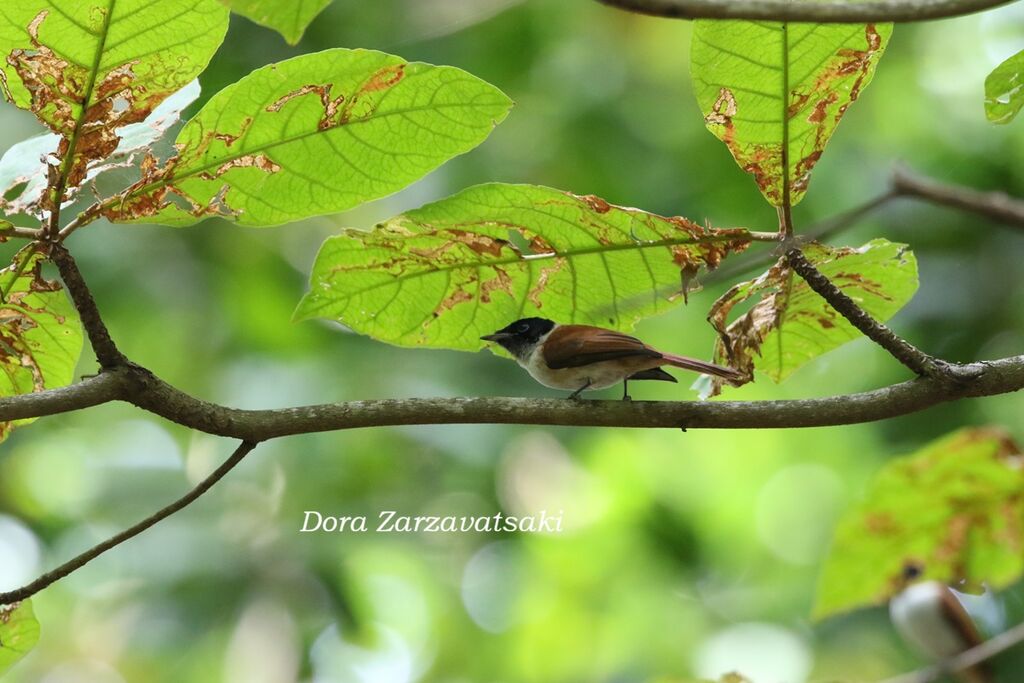 Seychelles Paradise Flycatcher