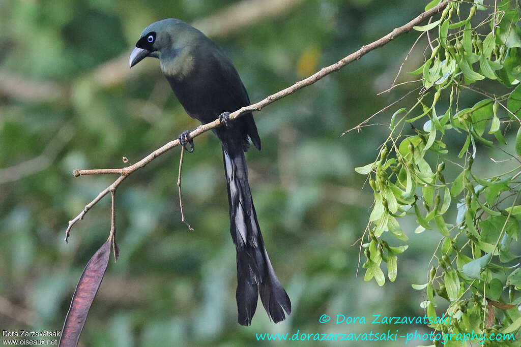 Racket-tailed Treepieadult, identification