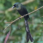 Racket-tailed Treepie