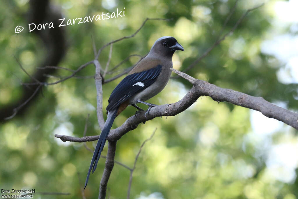 Témia de Swinhoeadulte, identification