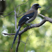 Grey Treepie