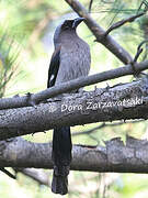 Grey Treepie