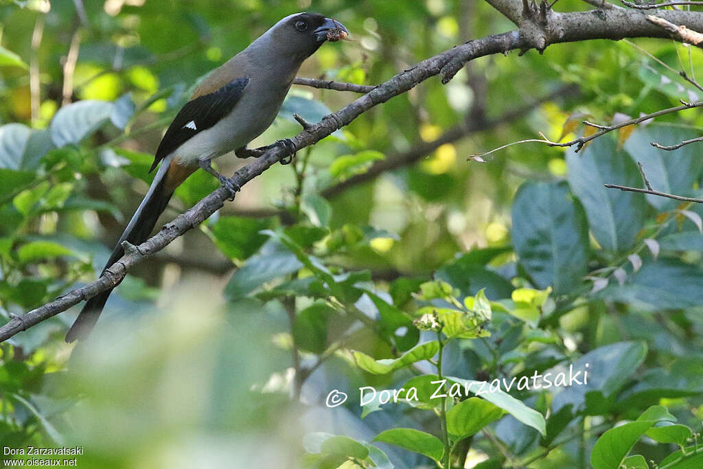 Grey Treepieadult, feeding habits, eats