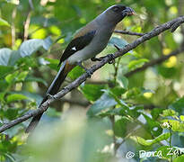 Grey Treepie