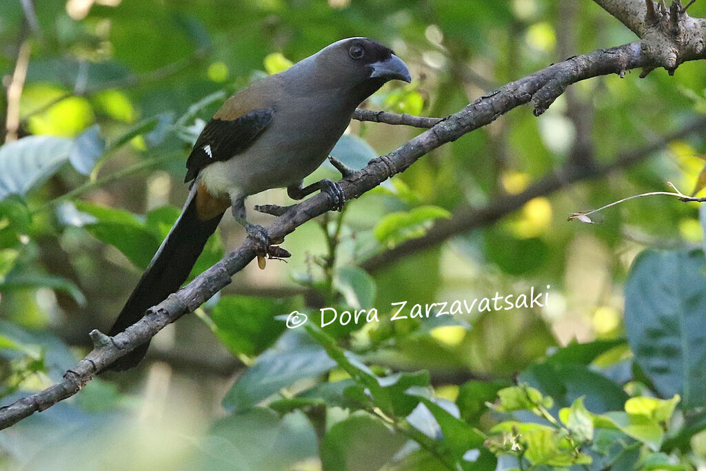 Grey Treepieadult, identification, fishing/hunting