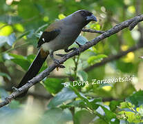 Grey Treepie