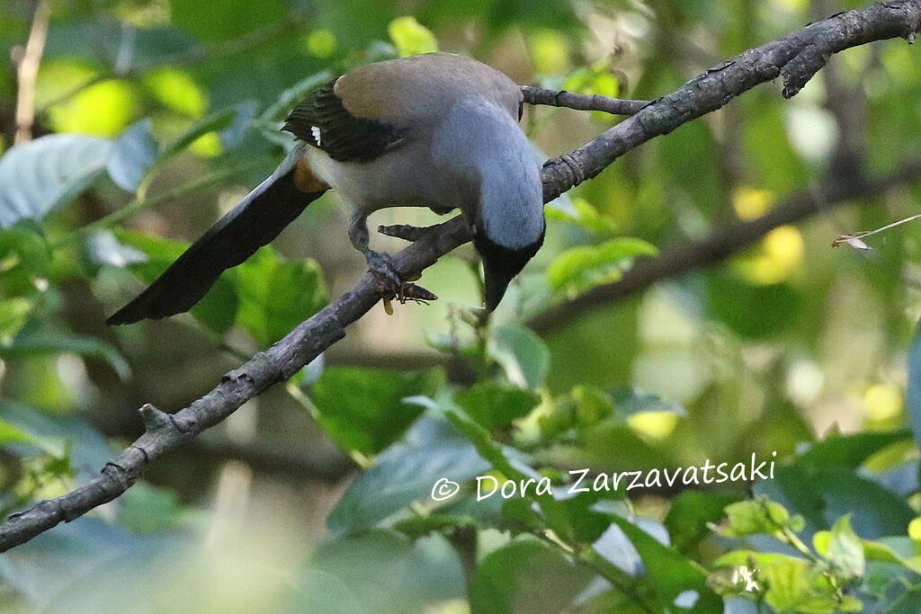 Grey Treepieadult, identification, fishing/hunting