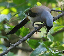 Grey Treepie