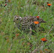 Spruce Grouse