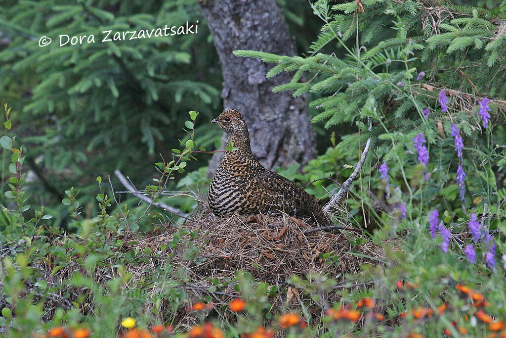 Spruce Grouse female adult