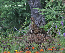 Spruce Grouse