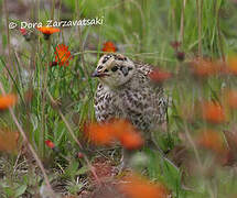 Spruce Grouse