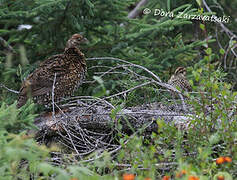 Spruce Grouse