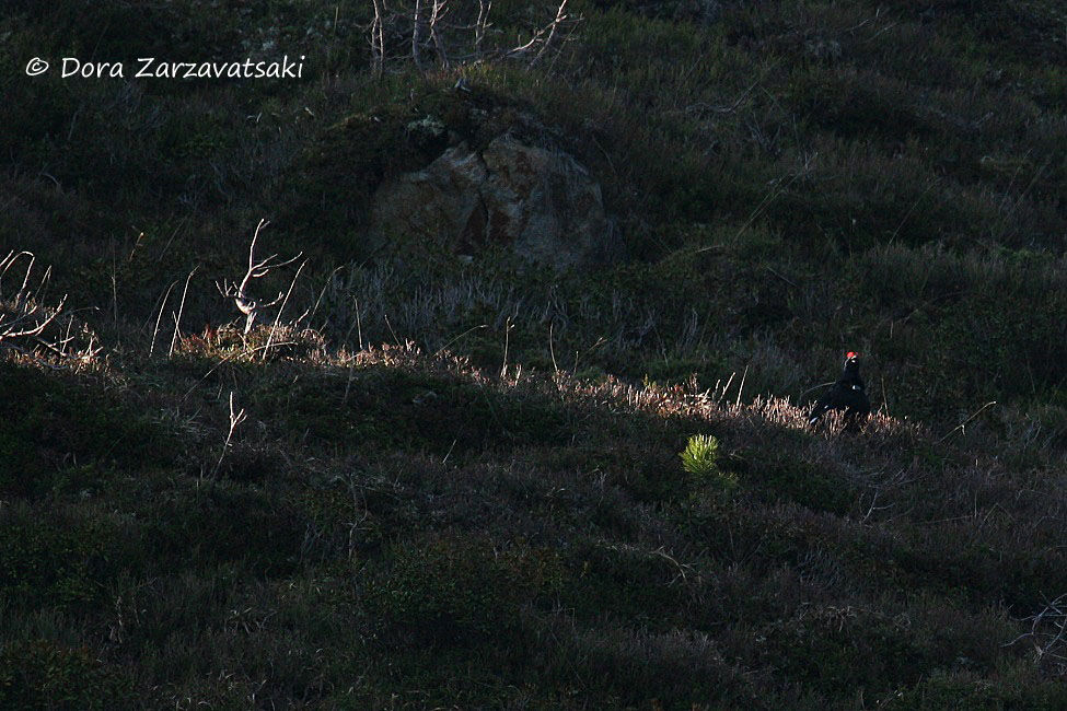 Black Grouse