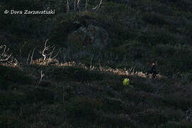 Black Grouse