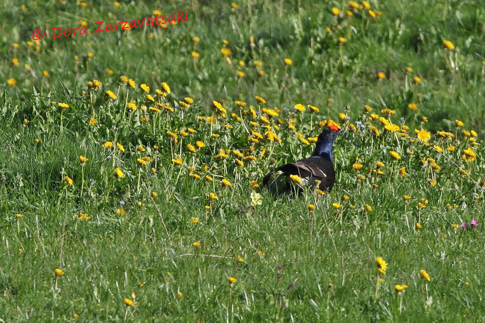 Black Grouse