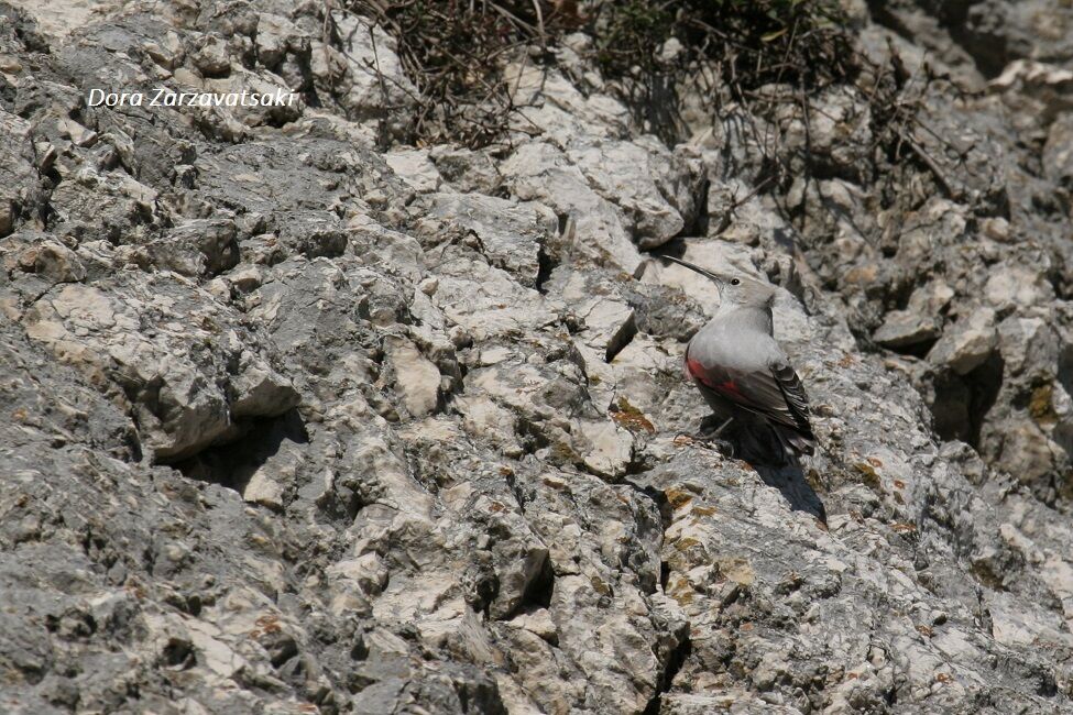 Wallcreeper