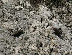 Wallcreeper